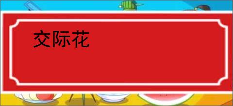 交际花